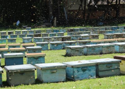 Venta de miel, abejas reinas y servicios de polinización - Apícola Azul Cielo