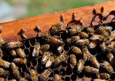 Venta de miel, abejas reinas y servicios de polinización - Apícola Azul Cielo