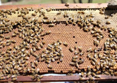 Venta de miel, abejas reinas y servicios de polinización - Apícola Azul Cielo