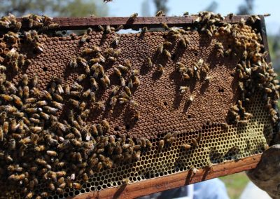 Venta de miel, abejas reinas y servicios de polinización - Apícola Azul Cielo