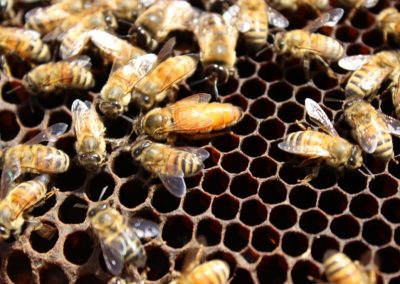 Venta de miel, abejas reinas y servicios de polinización - Apícola Azul Cielo