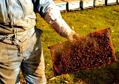 Venta de miel, abejas reinas y servicios de polinización - Apícola Azul Cielo