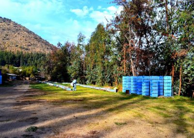 Venta de miel, abejas reinas y servicios de polinización - Apícola Azul Cielo