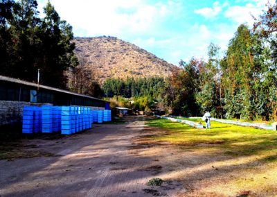 Venta de miel, abejas reinas y servicios de polinización - Apícola Azul Cielo