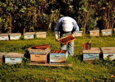 Venta de miel, abejas reinas y servicios de polinización - Apícola Azul Cielo