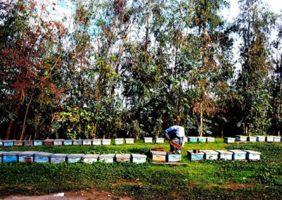 Venta de miel, abejas reinas y servicios de polinización - Apícola Azul Cielo